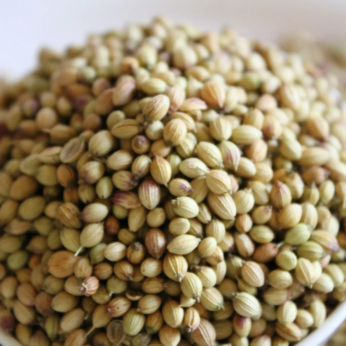 Coriander Seeds